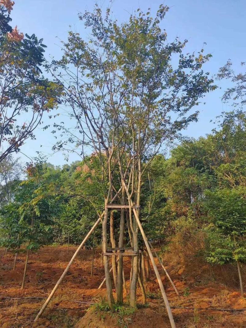 丛生栾树袋苗苗圃直供批发湖南益阳绿青苗木