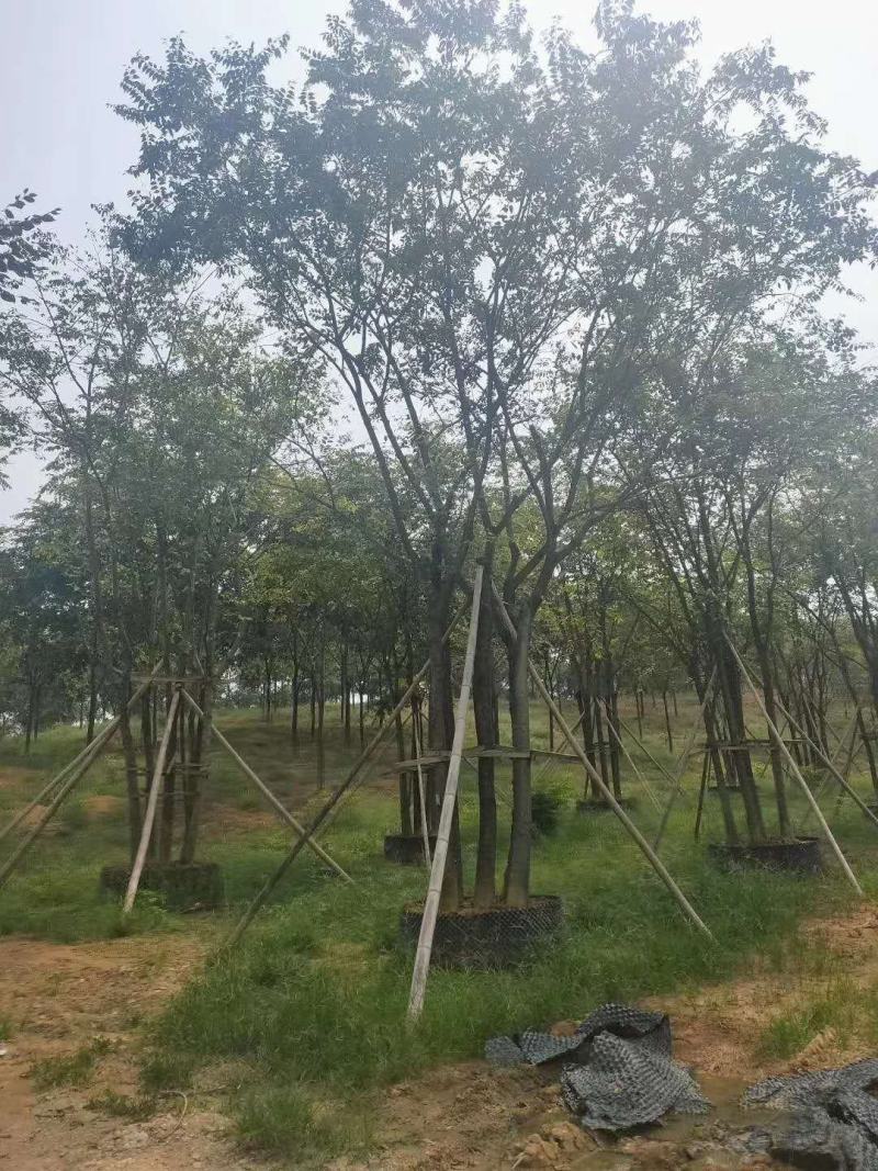 丛生栾树袋苗苗圃直供批发湖南益阳绿青苗木