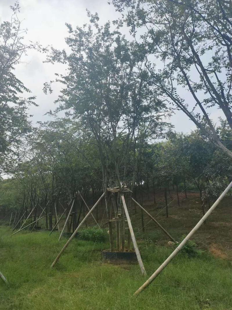 丛生栾树袋苗苗圃直供批发湖南益阳绿青苗木