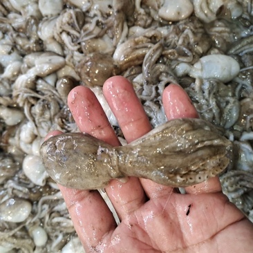 活八爪鱼上货原浆货大小规格都有坐标丹东东港海源水产