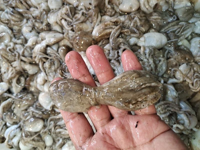 活八爪鱼上货原浆货大小规格都有坐标丹东东港海源水产