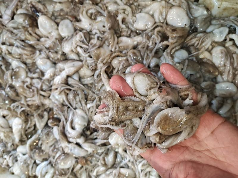 活八爪鱼上货原浆货大小规格都有坐标丹东东港海源水产