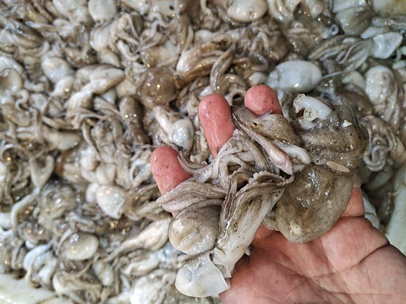 活八爪鱼上货原浆货大小规格都有坐标丹东东港海源水产