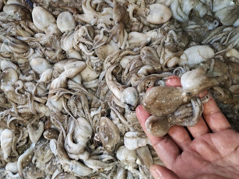 活八爪鱼上货原浆货大小规格都有坐标丹东东港海源水产