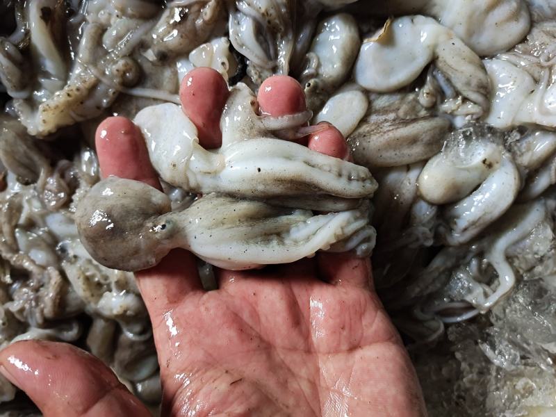 活八爪鱼上货原浆货大小规格都有坐标丹东东港海源水产