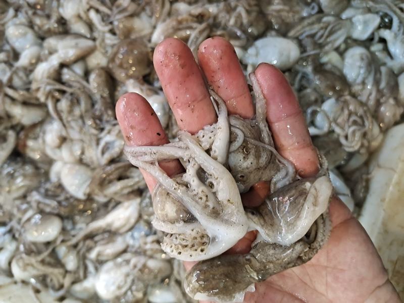 活八爪鱼上货原浆货大小规格都有坐标丹东东港海源水产