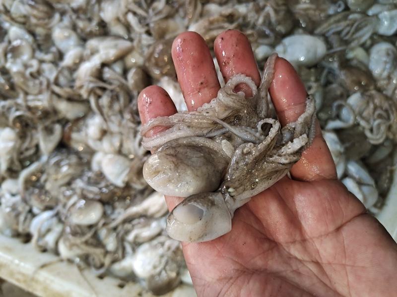活八爪鱼上货原浆货大小规格都有坐标丹东东港海源水产