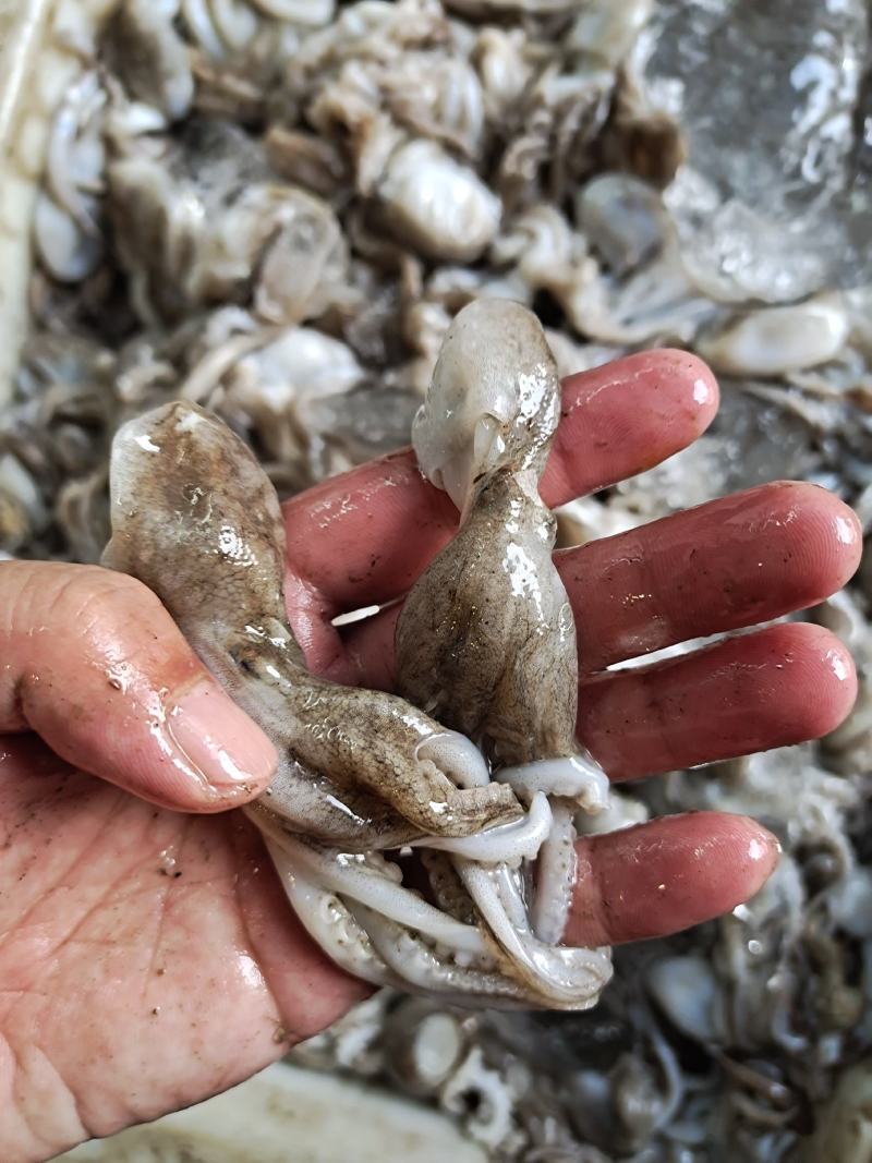 活八爪鱼上货原浆货大小规格都有坐标丹东东港海源水产