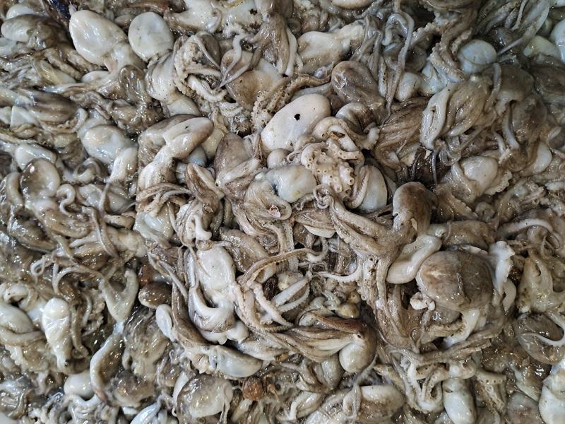活八爪鱼上货原浆货大小规格都有坐标丹东东港海源水产