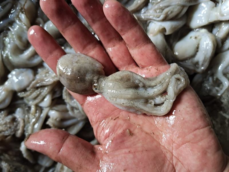 活八爪鱼上货原浆货大小规格都有坐标丹东东港海源水产