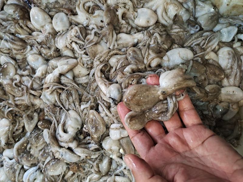 活八爪鱼上货原浆货大小规格都有坐标丹东东港海源水产