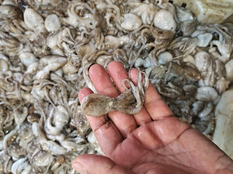 活八爪鱼上货原浆货大小规格都有坐标丹东东港海源水产