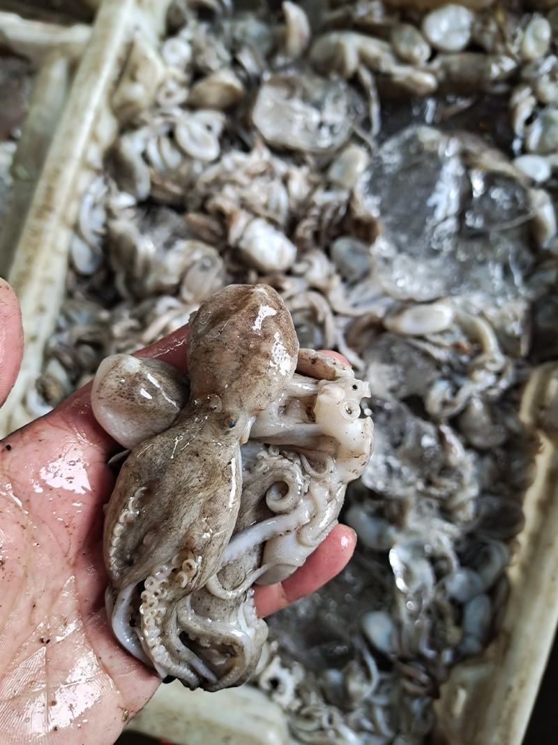 活八爪鱼上货原浆货大小规格都有坐标丹东东港海源水产