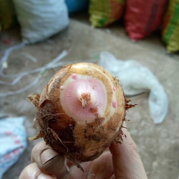 红芽芋产地批发大量供应