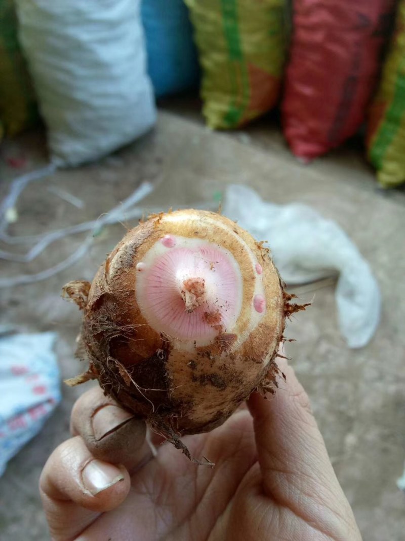 红芽芋产地批发大量供应