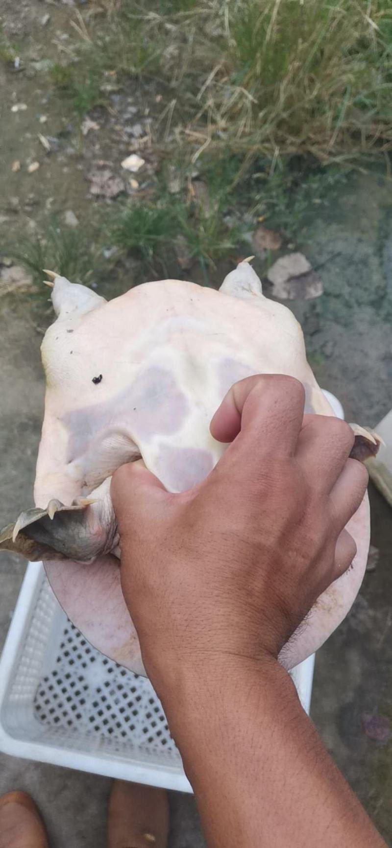 虾塘水鱼，白油黄油老甲鱼，塘口现抓现发，精品无伤，可放养