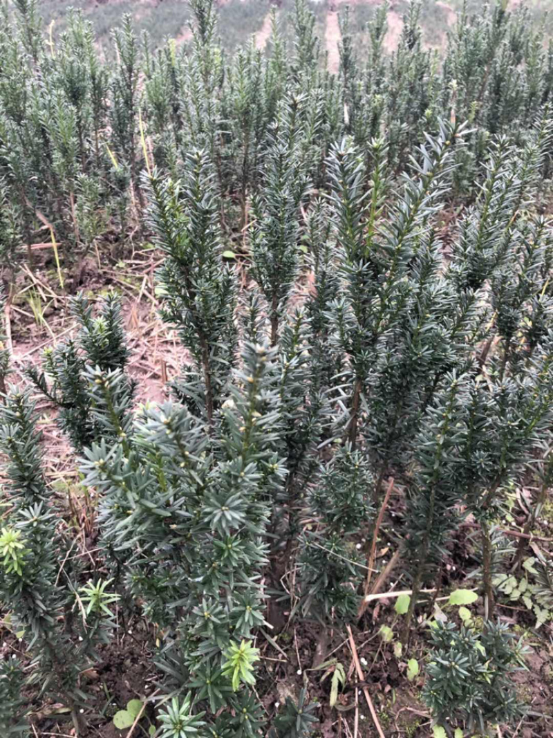 曼迪亚红豆杉苗出售，价格1.2元起，五千起批