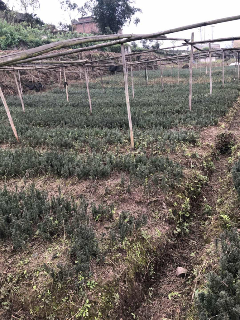 曼迪亚红豆杉苗出售，价格1.2元起，五千起批