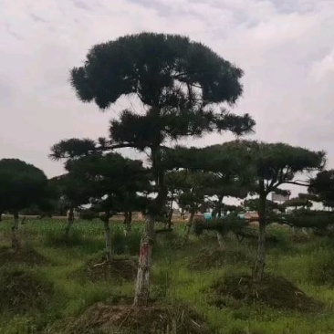 造型油松/假植5年容器苗