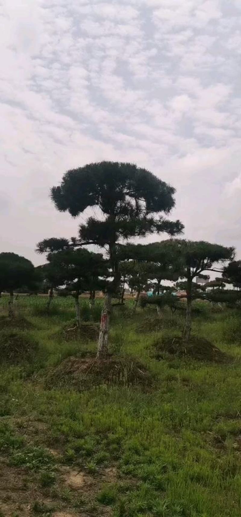 造型油松/假植5年容器苗