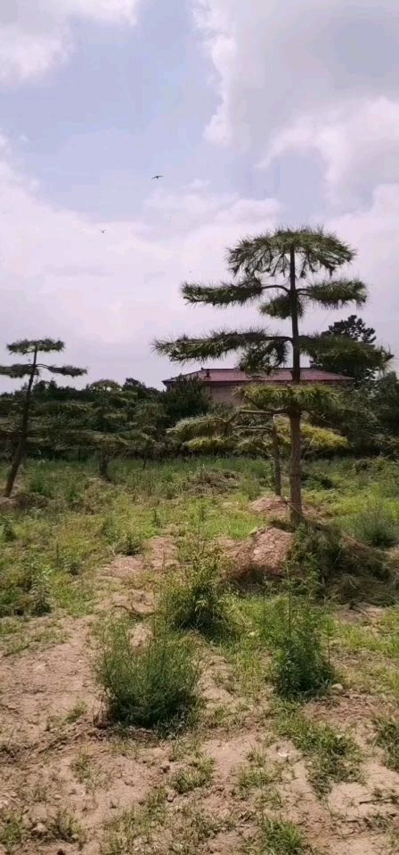 造型油松/假植5年容器苗