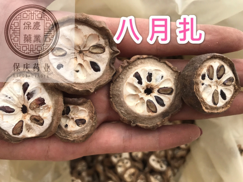 八月扎八月渣预知子八月札保庆药业批发实物拍摄八月渣