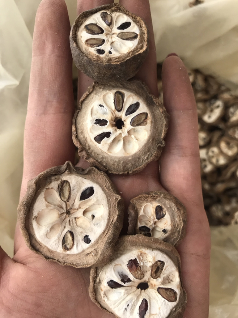 八月扎八月渣预知子八月札保庆药业批发实物拍摄八月渣