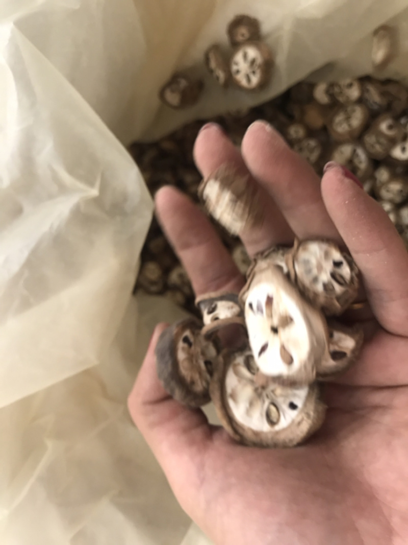 八月扎八月渣预知子八月札保庆药业批发实物拍摄八月渣