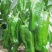 苏椒5号薄皮菜椒苗日交易额破万量大从优欢迎采购