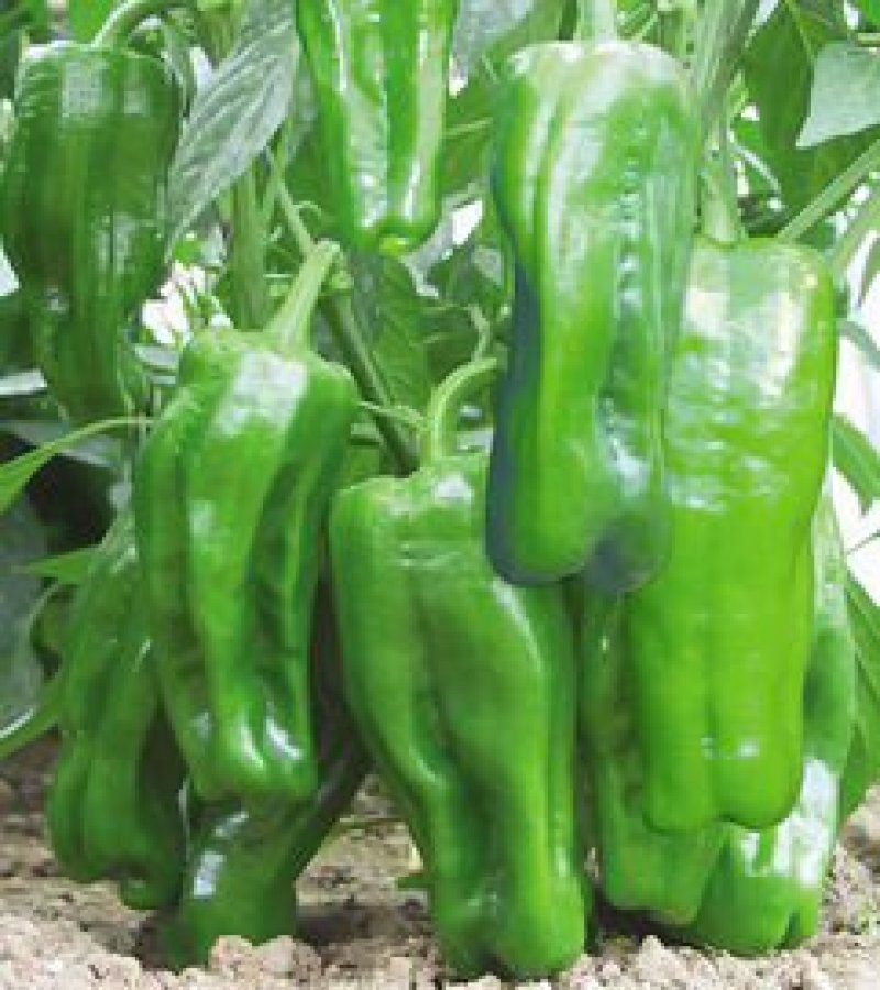 苏椒5号薄皮菜椒苗日交易额破万量大从优欢迎采购