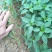 苏椒5号薄皮菜椒苗日交易额破万量大从优欢迎采购