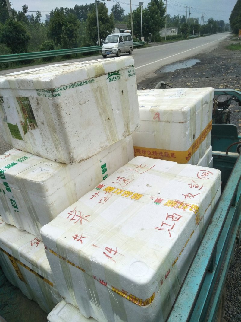 苏椒5号薄皮菜椒苗日交易额破万量大从优欢迎采购