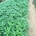 苏椒5号薄皮菜椒苗日交易额破万量大从优欢迎采购
