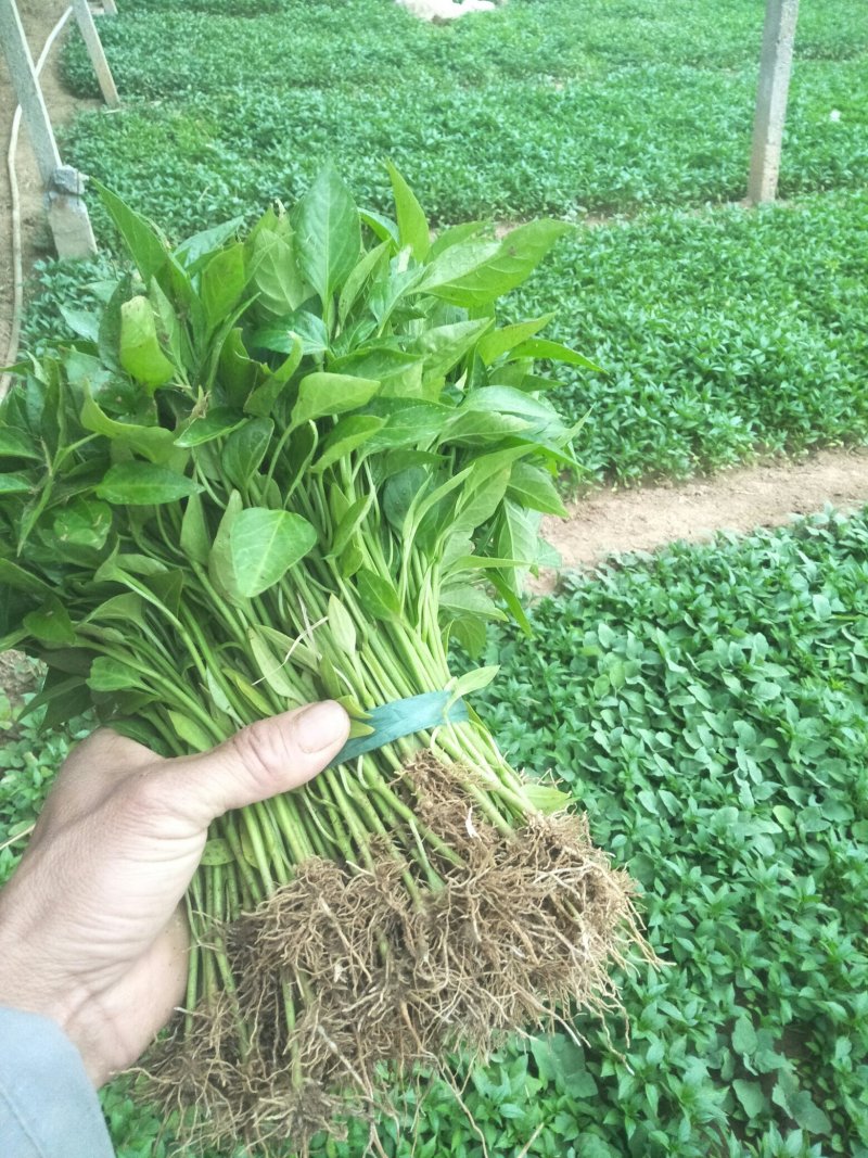 苏椒5号薄皮菜椒苗日交易额破万量大从优欢迎采购