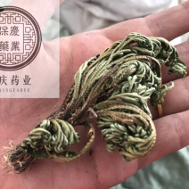 卷柏不死草九死还魂草保庆药业批发卷柏