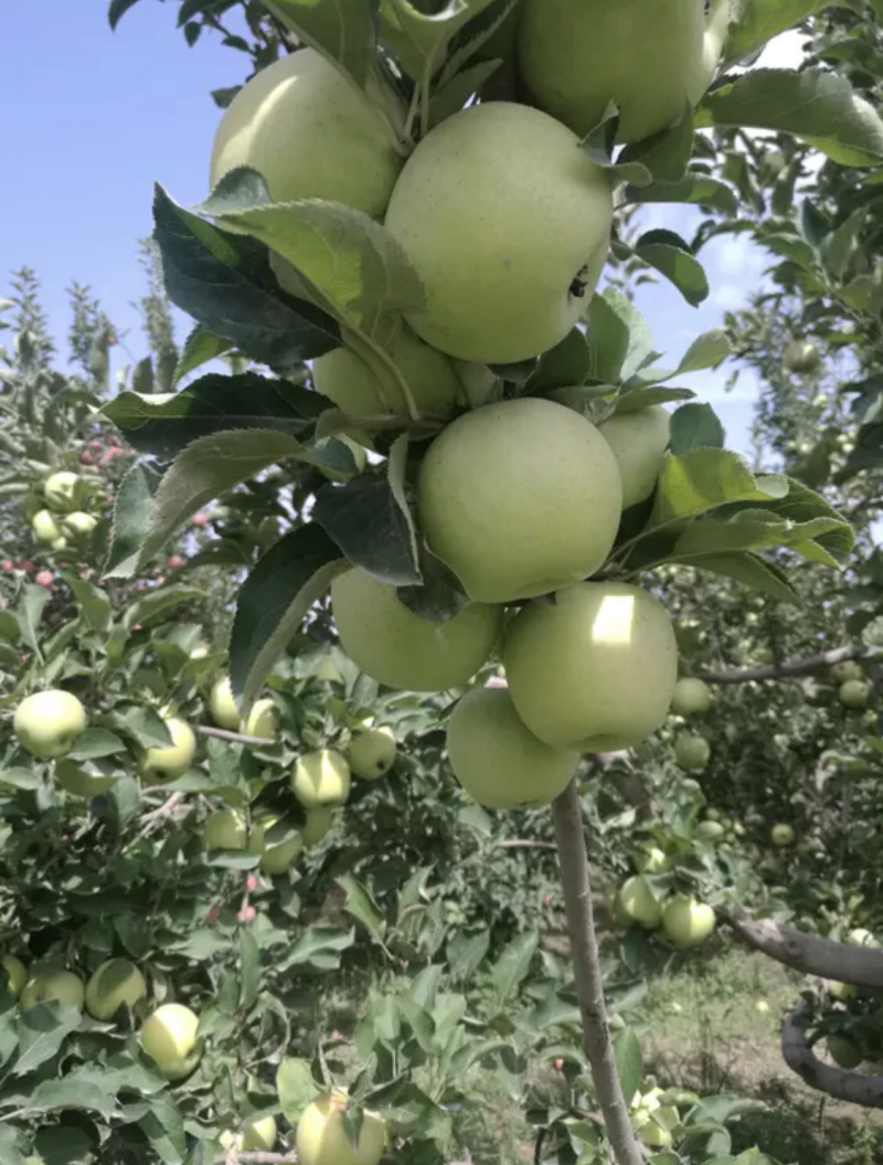 纯正日本王林苹果，口感脆甜，没套袋。