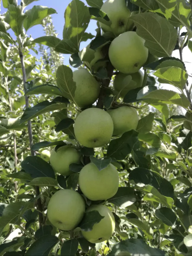 纯正日本王林苹果，口感脆甜，没套袋。
