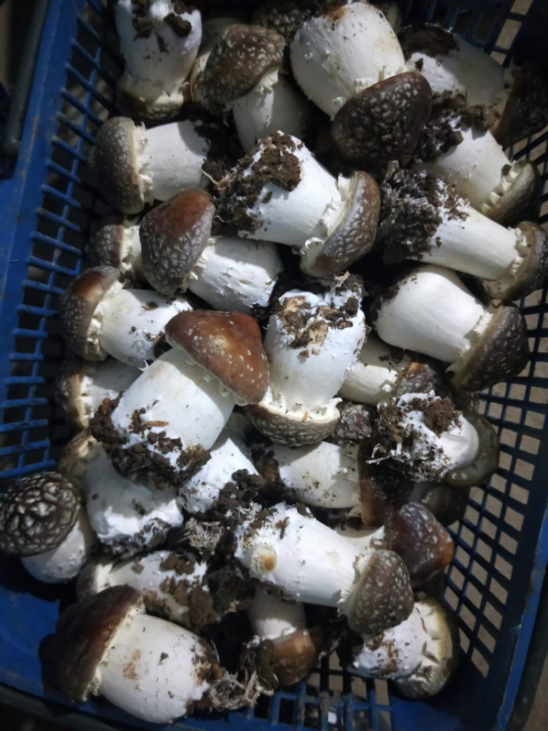 高原反季节赤松茸，大量上市，有需要的老板联系我！