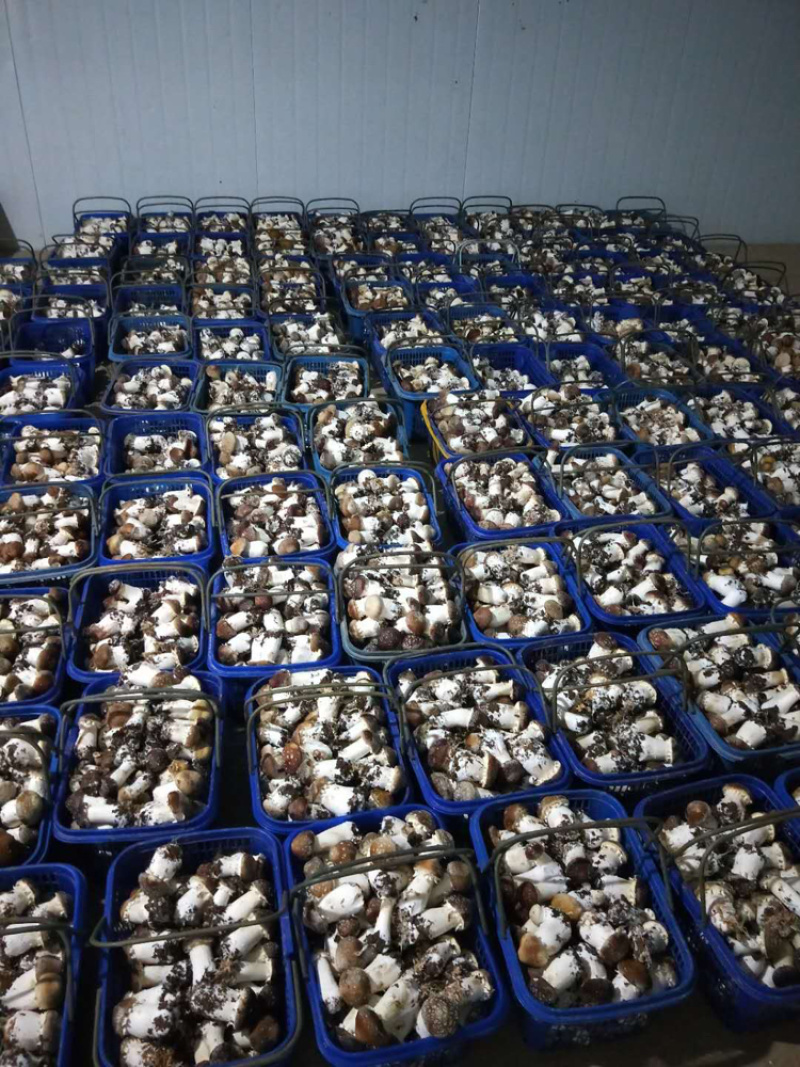 高原反季节赤松茸，大量上市，有需要的老板联系我！