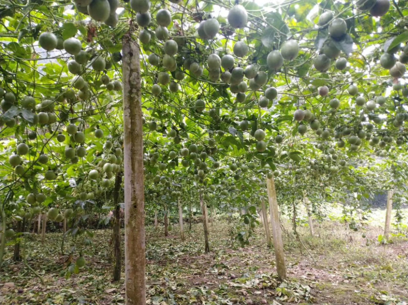 云南百香果西番莲价格随行就市。高山果平原果都有