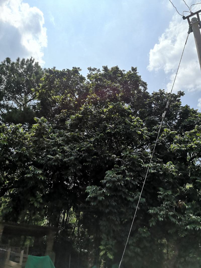 未打药的闽清橄榄(全程没打农药，)