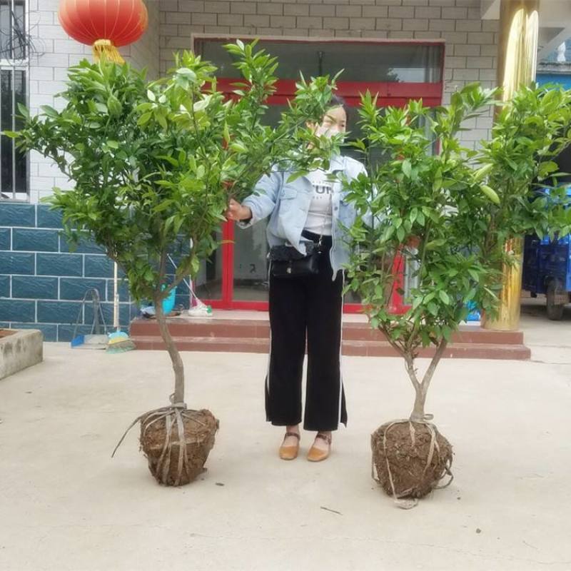 橘子树苗砂糖橘树苗秋桔树苗山东种苗金桔树苗
