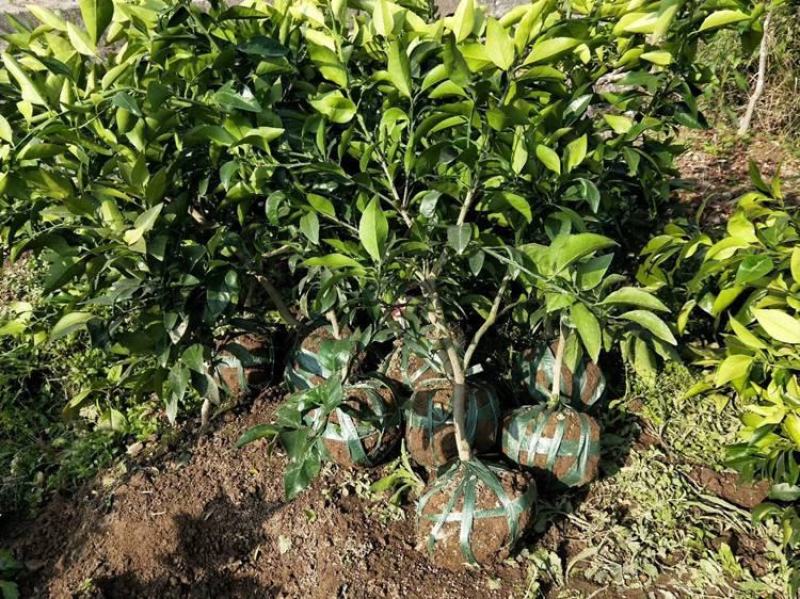 橘子树苗砂糖橘树苗秋桔树苗山东种苗金桔树苗