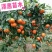 橘子树苗砂糖橘树苗秋桔树苗山东种苗金桔树苗