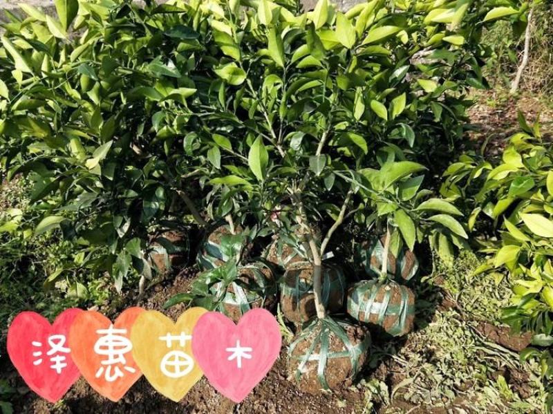 橘子树苗砂糖橘树苗秋桔树苗山东种苗金桔树苗