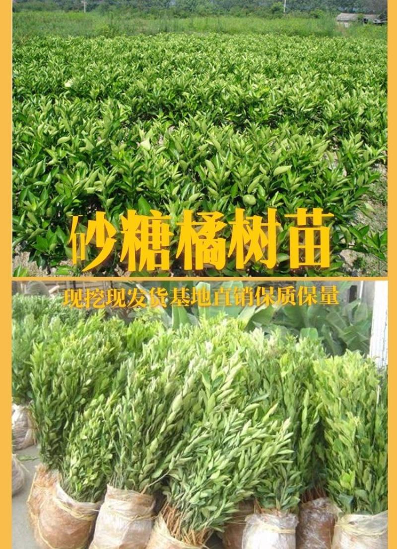 橘子树苗砂糖橘树苗秋桔树苗山东种苗金桔树苗