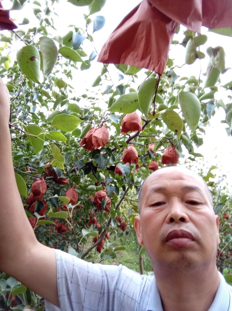 陕西礼泉阡东镇临泾村酥梨