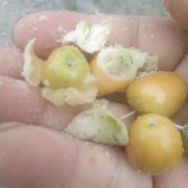 新疆喀什岳普的湖沙枣