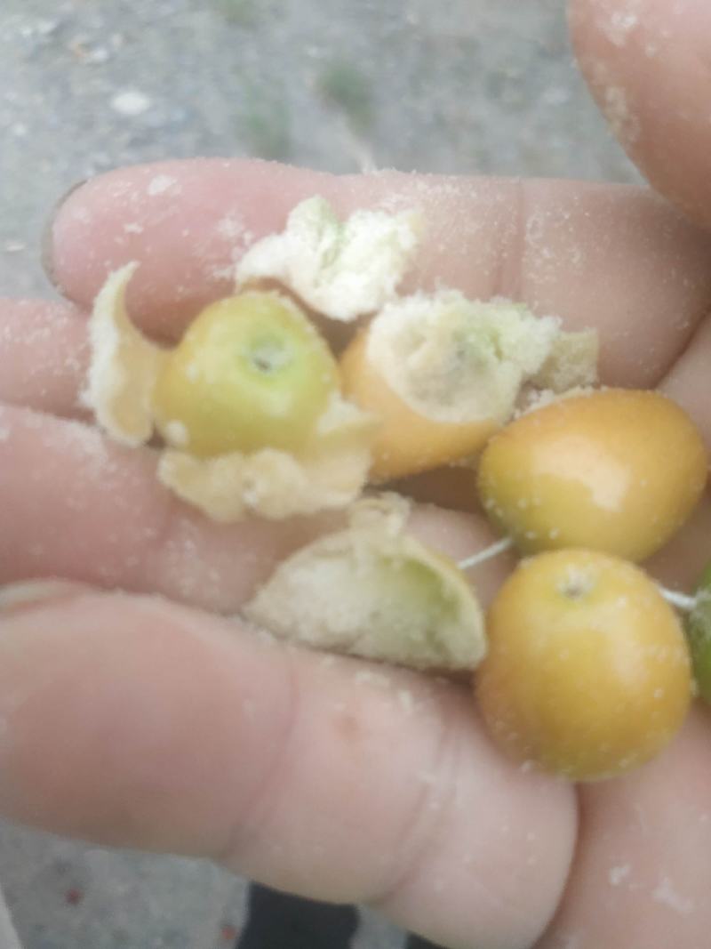 新疆喀什岳普的湖沙枣