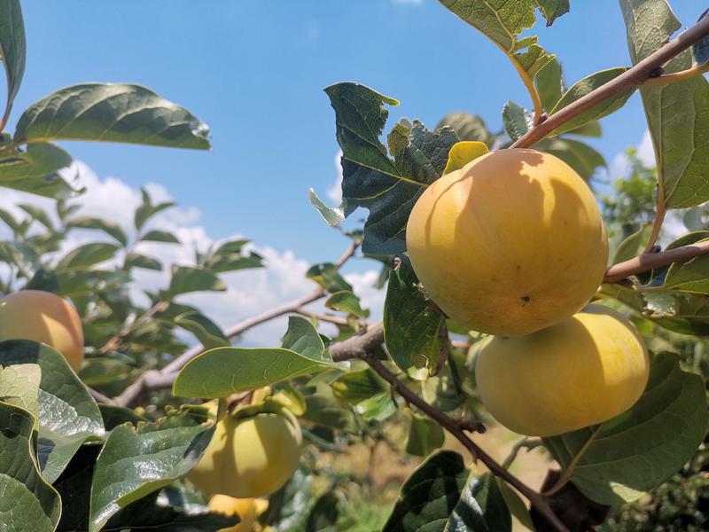 云南千亩甜柿种植基地